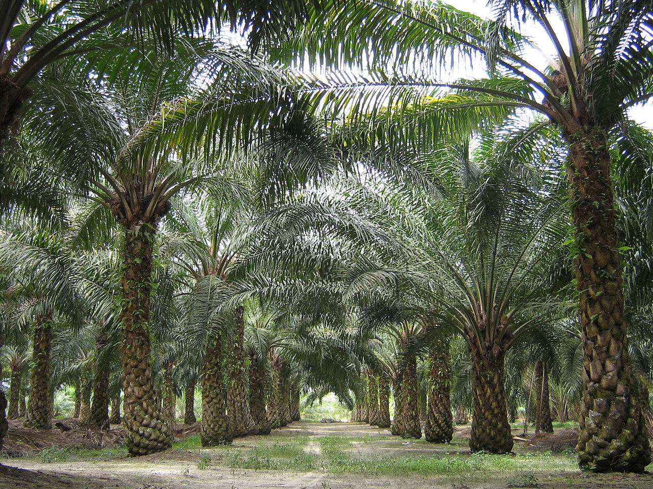 Allt du velat veta om palmolja och förnybar diesel HVO